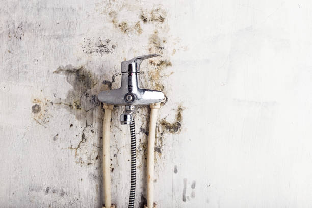 Best Mold Removal Company Near Me  in Lafayette, GA