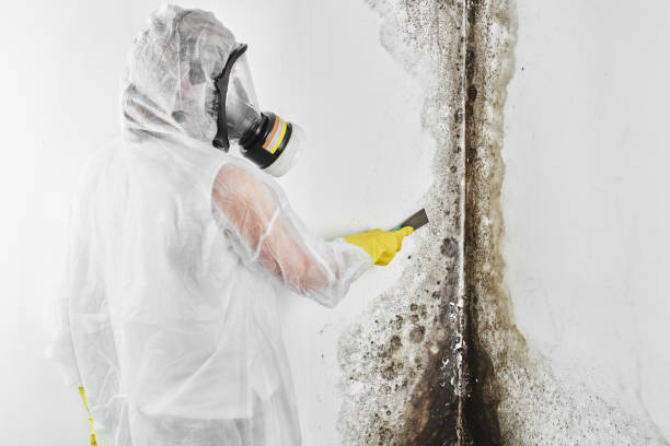 Best Mold Removal and Inspection  in Lafayette, GA