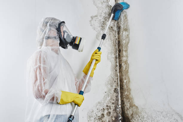 Best Emergency Mold Removal  in Lafayette, GA