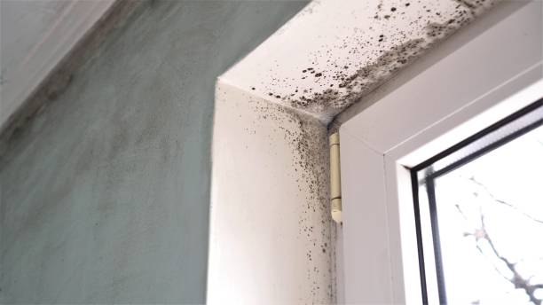 Best Mold Damage Repair  in Lafayette, GA