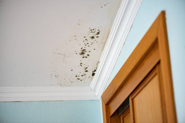 Office Mold Removal Services in Lafayette, GA