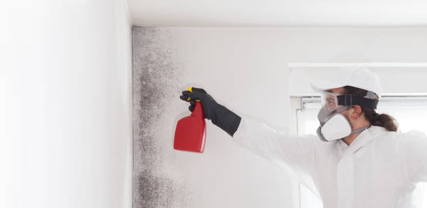 Best Mold Inspection  in Lafayette, GA