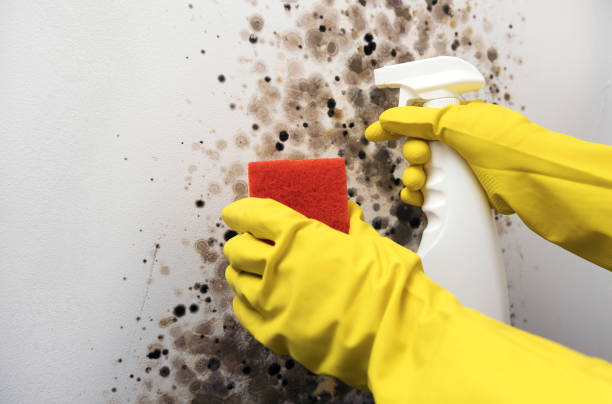 Trusted Lafayette, GA Mold Removal Experts