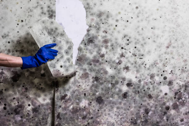 Best Black Mold Removal  in Lafayette, GA