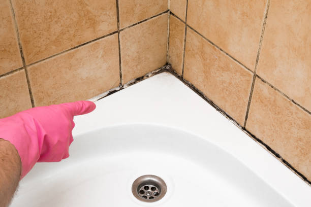 Mold Removal and Inspection in Lafayette, GA